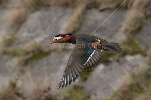 Klikni za ogled večje slike