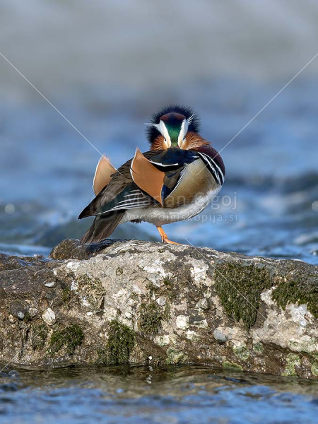 Klikni za ogled večje slike