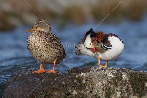 Klikni za ogled večje slike