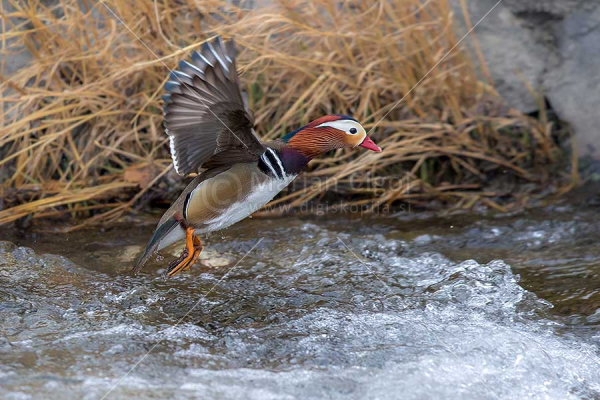 Klikni za ogled večje slike