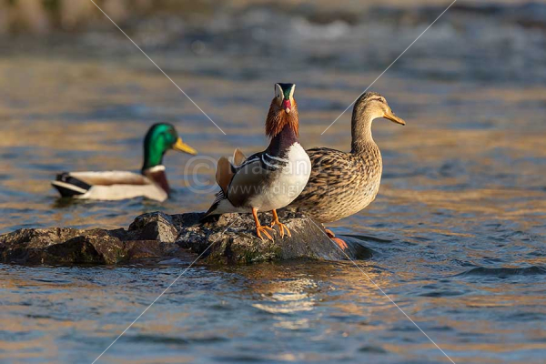 Klikni za ogled večje slike