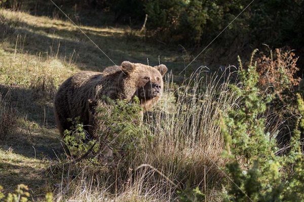 Klikni za ogled večje slike