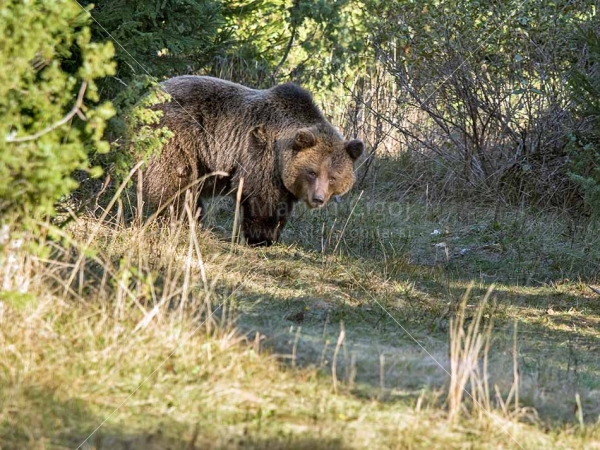 Klikni za ogled večje slike