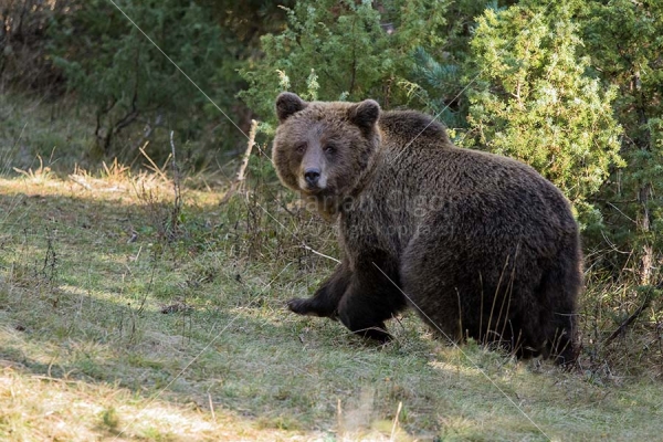 Klikni za ogled večje slike