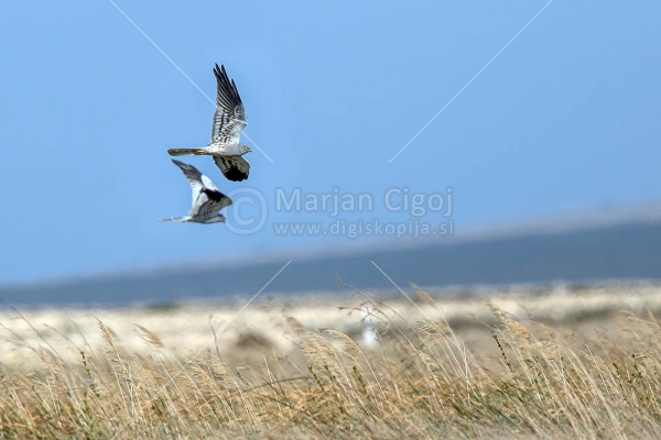 Klikni za ogled večje slike