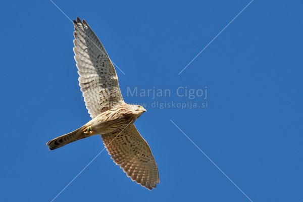 Klikni za ogled večje slike