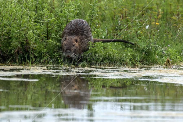Klikni za ogled večje slike