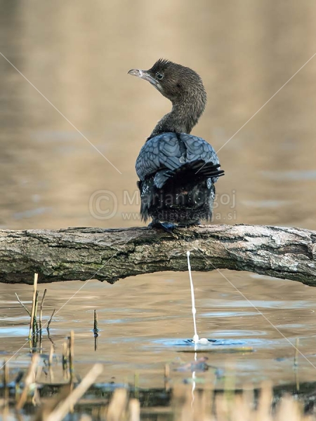 Klikni za ogled večje slike