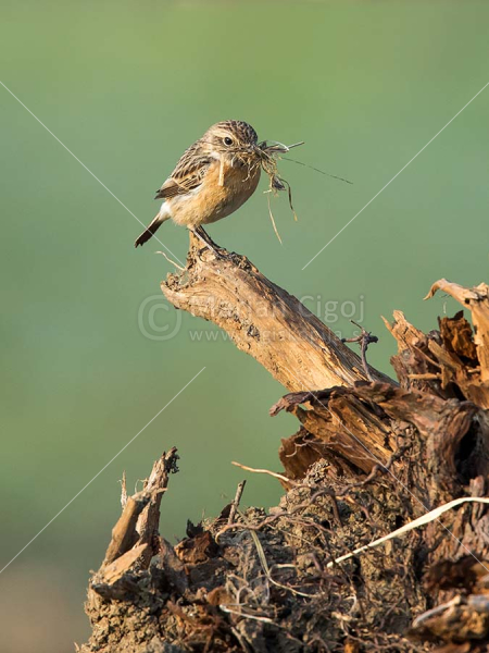 Klikni za ogled večje slike