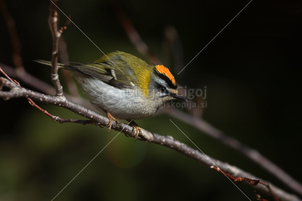 Klikni za ogled večje slike