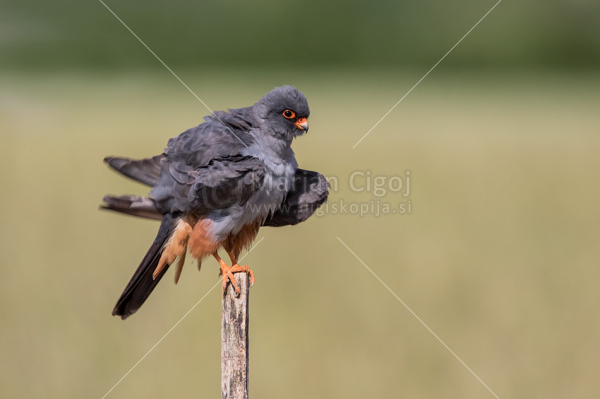 Klikni za ogled večje slike