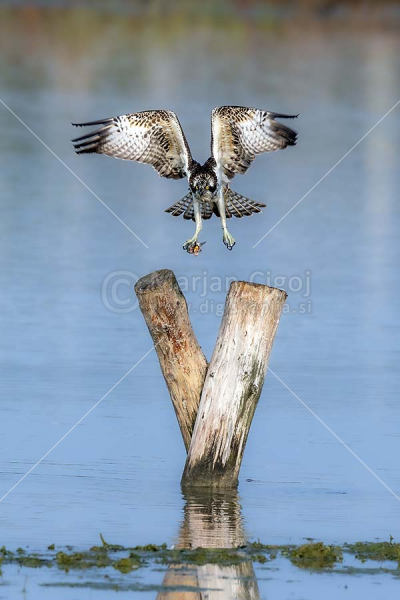 Klikni za ogled večje slike