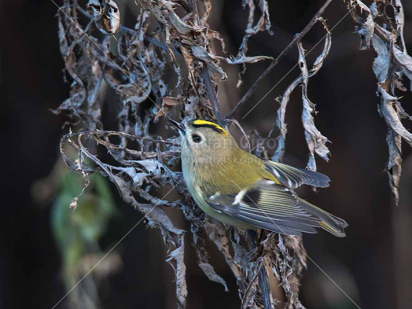 Klikni za ogled večje slike