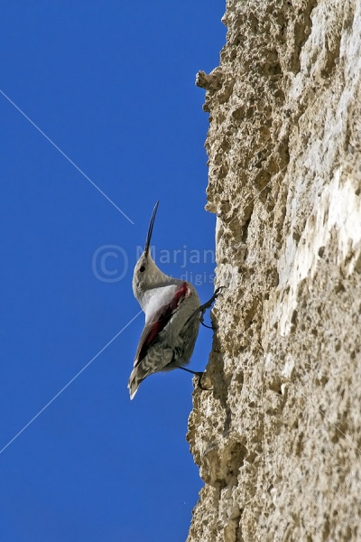 Klikni za ogled večje slike