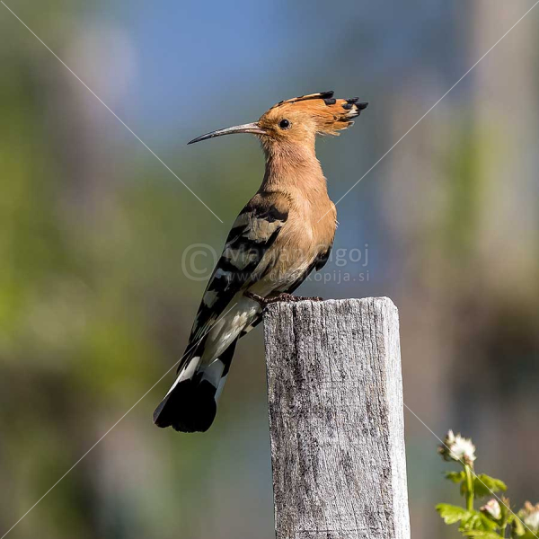 Klikni za ogled večje slike