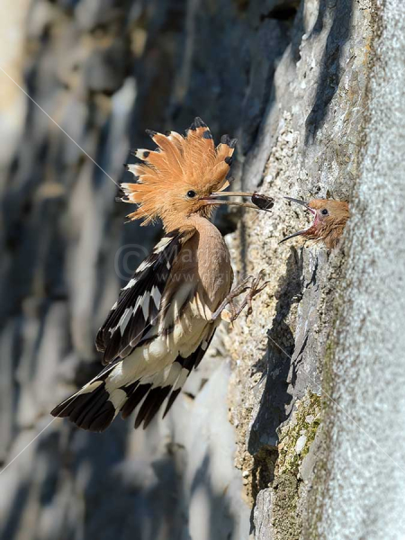 Klikni za ogled večje slike
