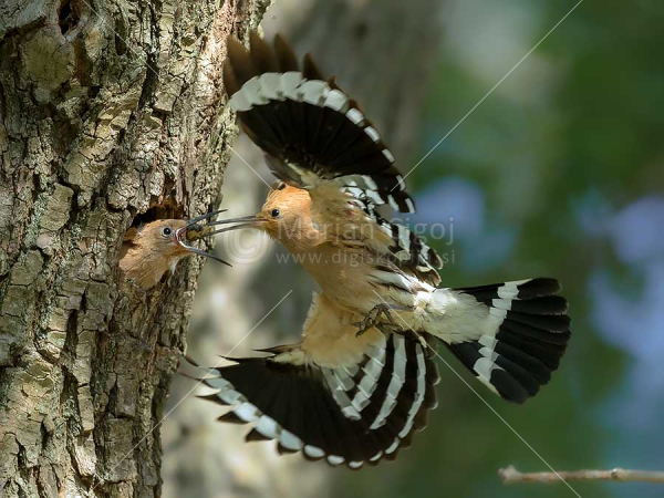 Klikni za ogled večje slike