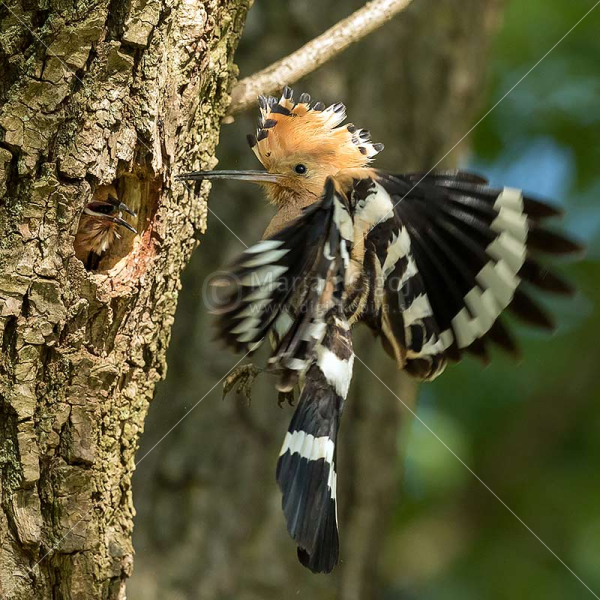 Klikni za ogled večje slike