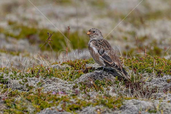 Klikni za ogled večje slike
