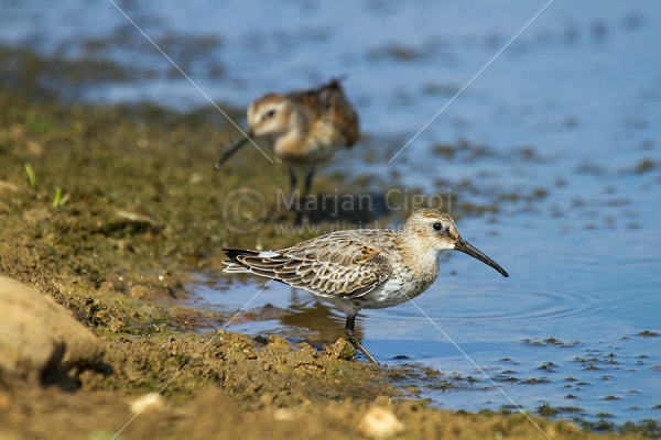 Klikni za ogled večje slike