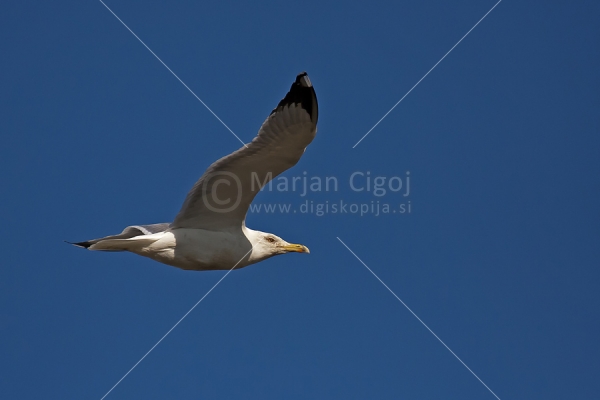 Klikni za ogled večje slike