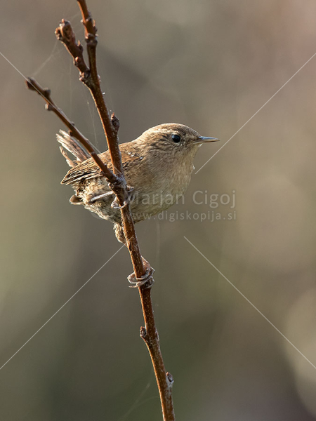 Klikni za ogled večje slike