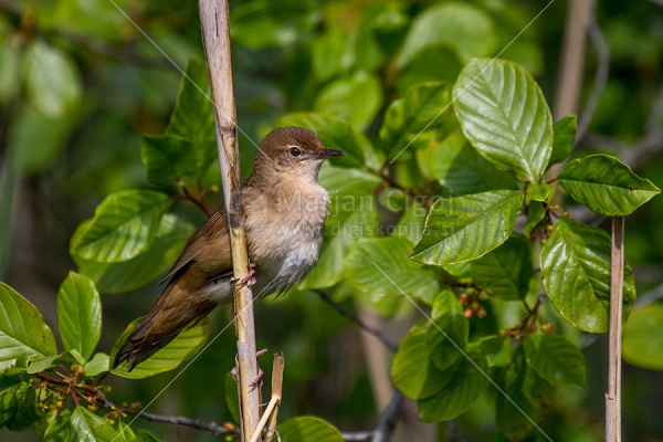 Klikni za ogled večje slike