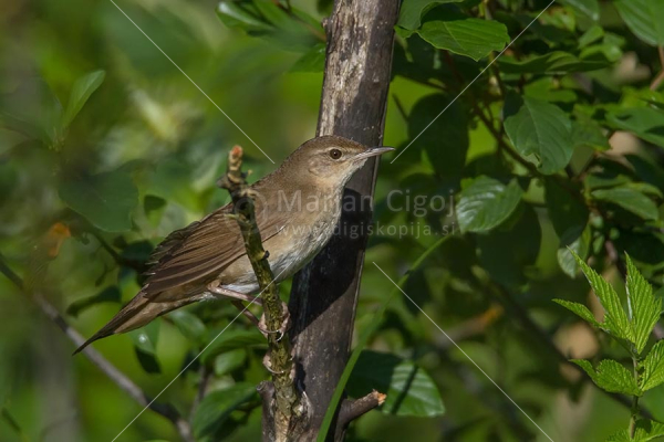 Klikni za ogled večje slike