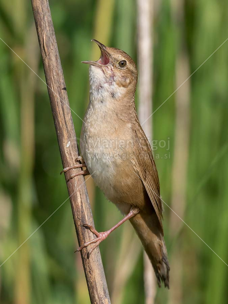 Klikni za ogled večje slike