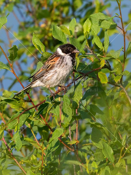 Klikni za ogled večje slike