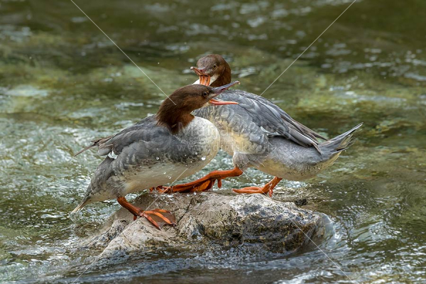 Klikni za ogled večje slike