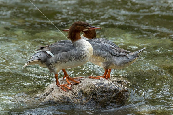 Klikni za ogled večje slike