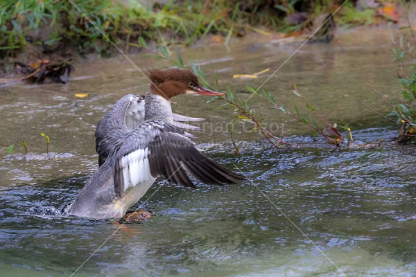 Klikni za ogled večje slike