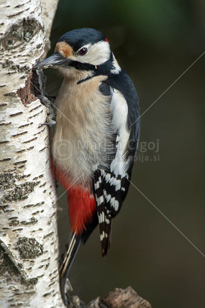 Klikni za ogled večje slike