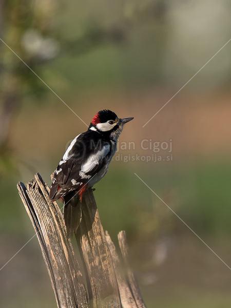Klikni za ogled večje slike