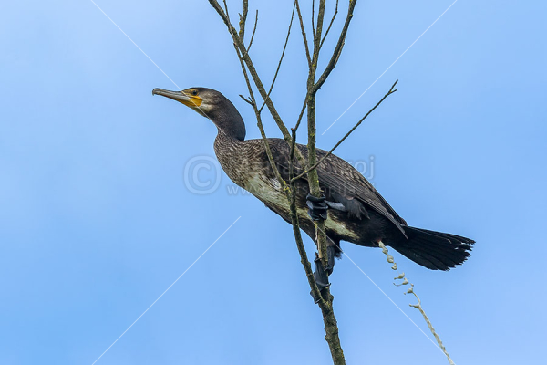 Klikni za ogled večje slike