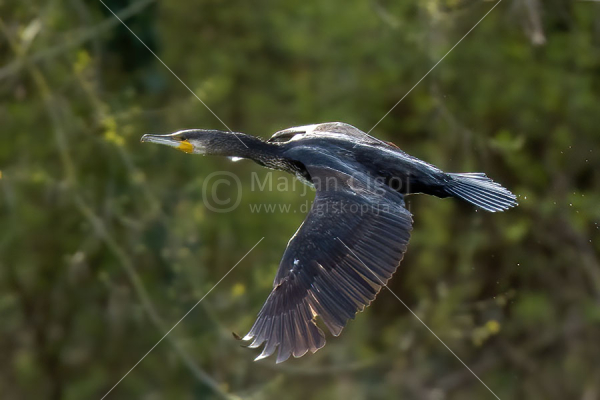 Klikni za ogled večje slike
