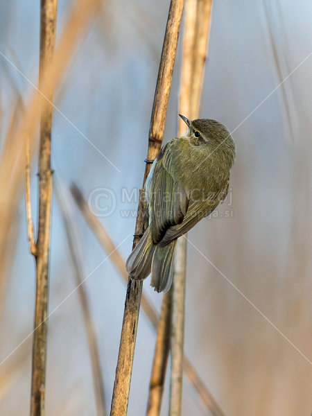 Klikni za ogled večje slike