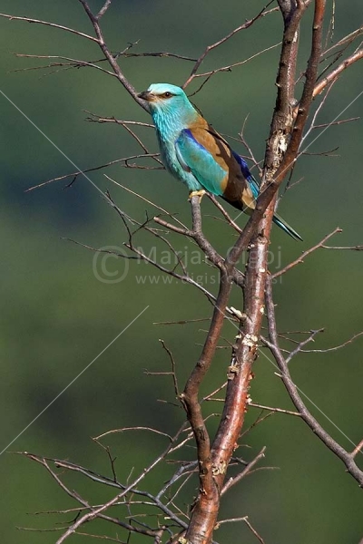 Klikni za ogled večje slike