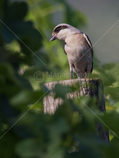 Klikni za ogled večje slike