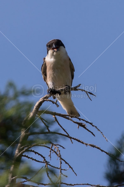 Klikni za ogled večje slike
