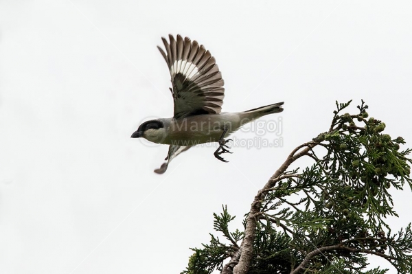 Klikni za ogled večje slike