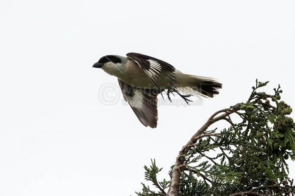 Klikni za ogled večje slike