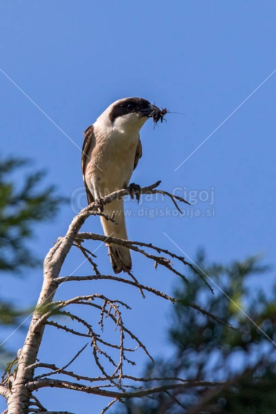 Klikni za ogled večje slike