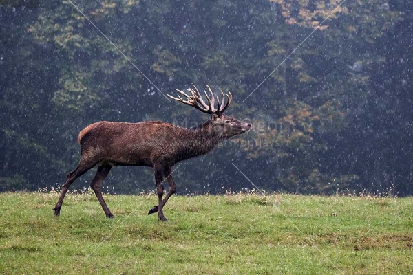 Klikni za ogled večje slike