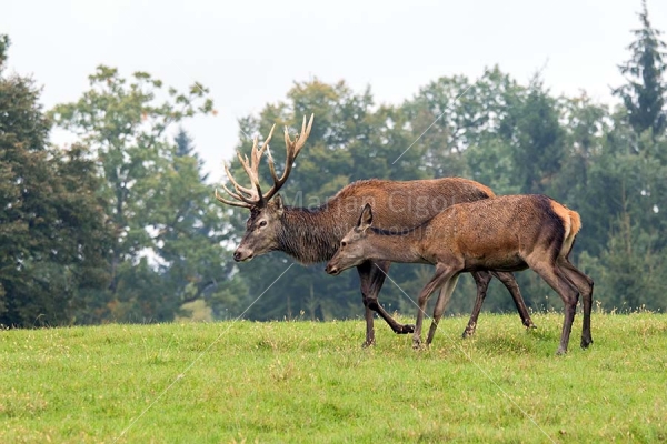 Klikni za ogled večje slike