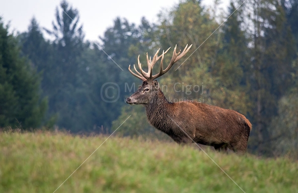 Klikni za ogled večje slike