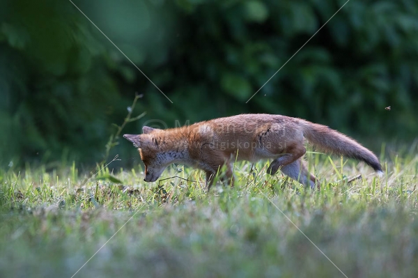Klikni za ogled večje slike
