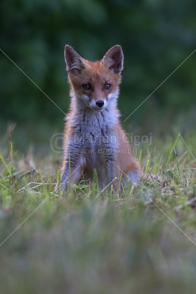 Klikni za ogled večje slike
