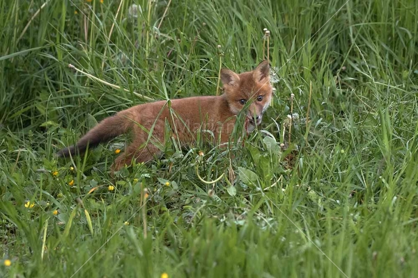 Klikni za ogled večje slike